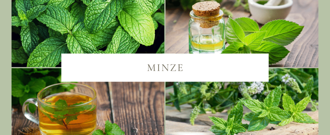 Minze für Hunde – erfrischende Unterstützung für Verdauung und Wohlbefinden