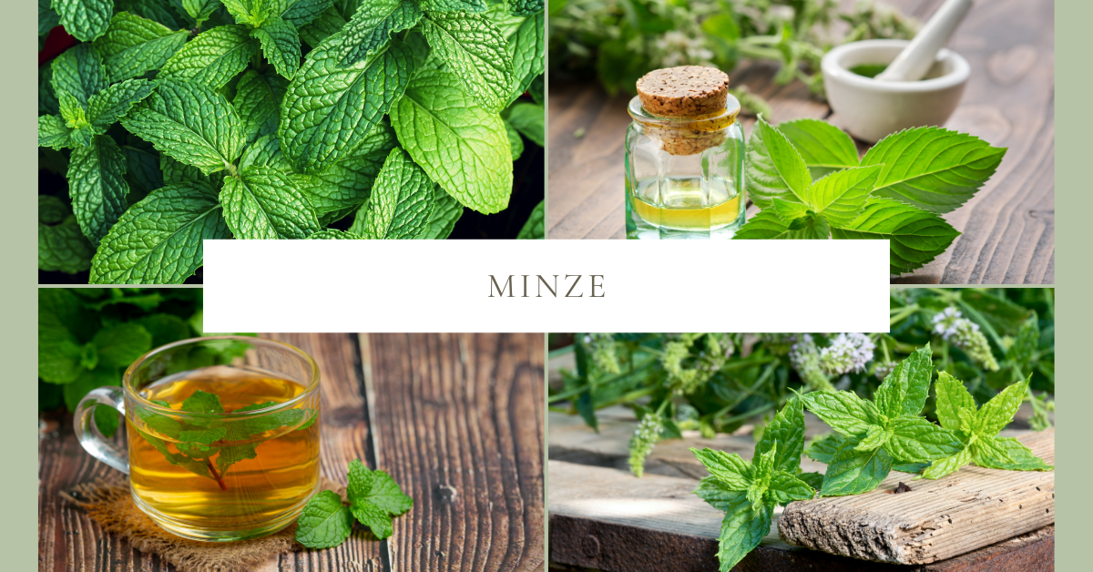 Minze für Hunde – erfrischende Unterstützung für Verdauung und Wohlbefinden