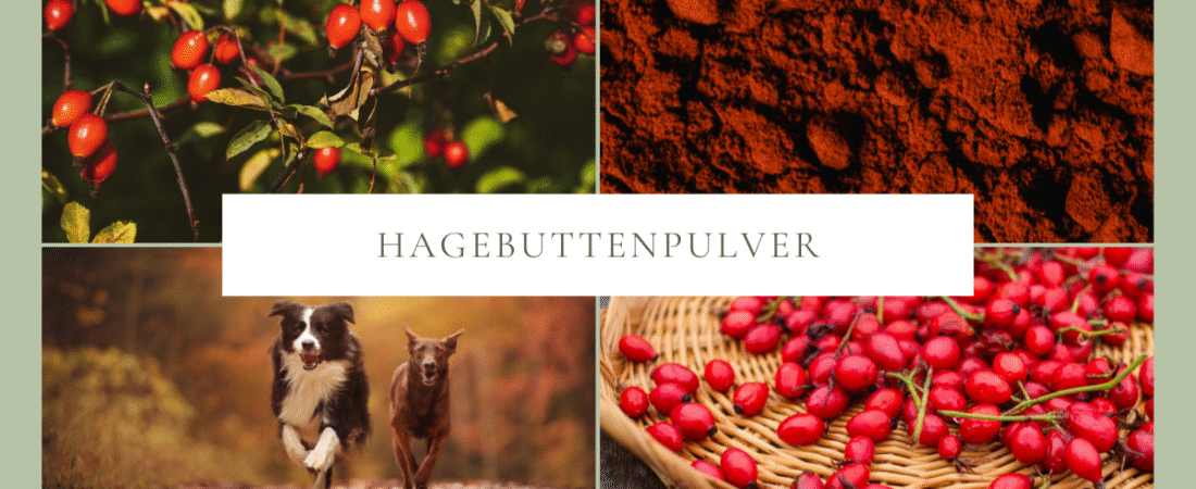 Hagebuttenpulver für Hunde – Wirkung, Anwendung & Verträglichkeit