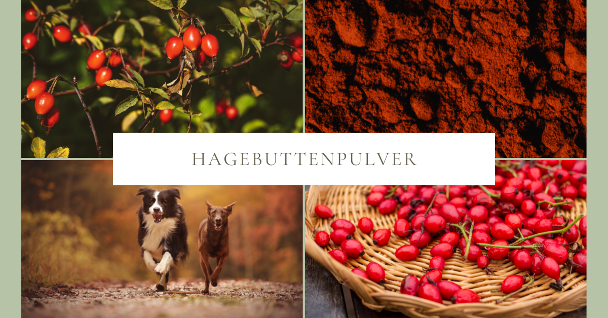 Hagebuttenpulver für Hunde – Wirkung, Anwendung & Verträglichkeit