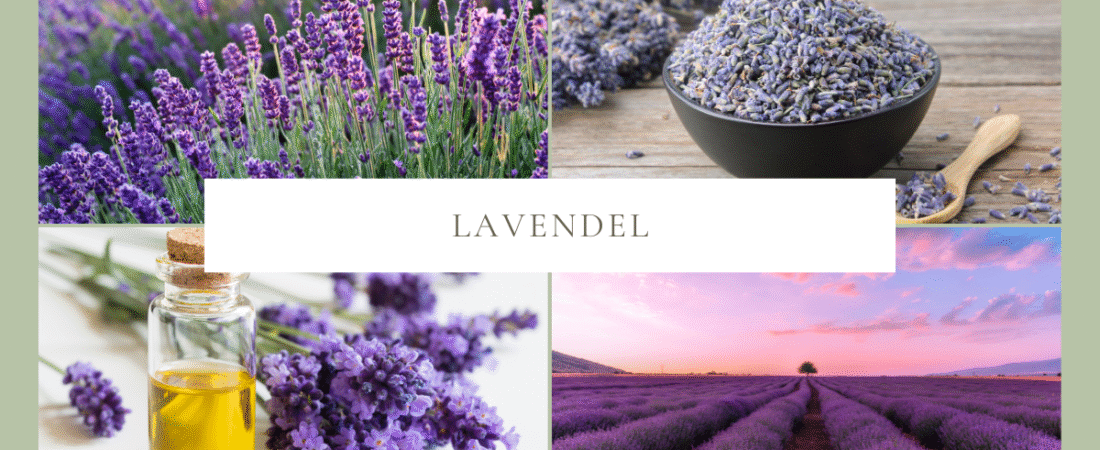 Lavendel für Hunde – sanfte Unterstützung bei Stress, Haut und Unruhe