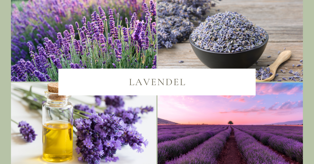 Lavendel für Hunde – sanfte Unterstützung bei Stress, Haut und Unruhe