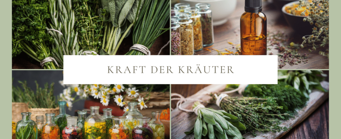 Die Kraft der Kräuter – Naturwissen für Küche, Gesundheit und Alltag