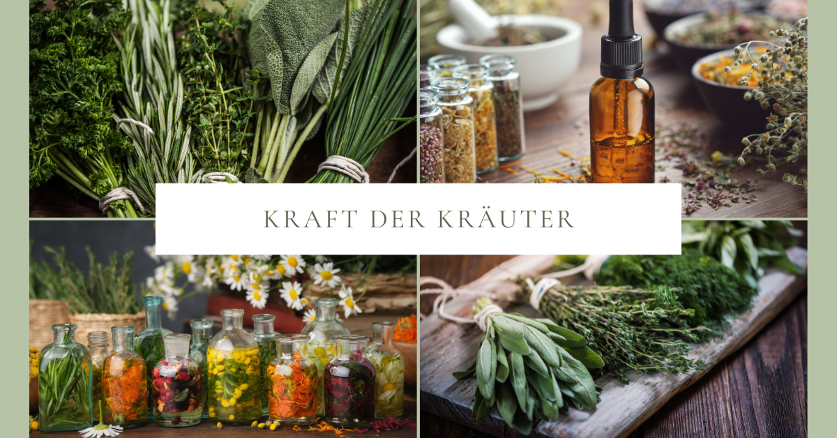 Die Kraft der Kräuter – Naturwissen für Küche, Gesundheit und Alltag