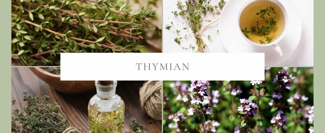Thymian – natürliche Unterstützung für Hunde
