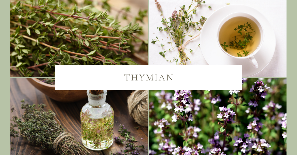 Thymian – natürliche Unterstützung für Hunde