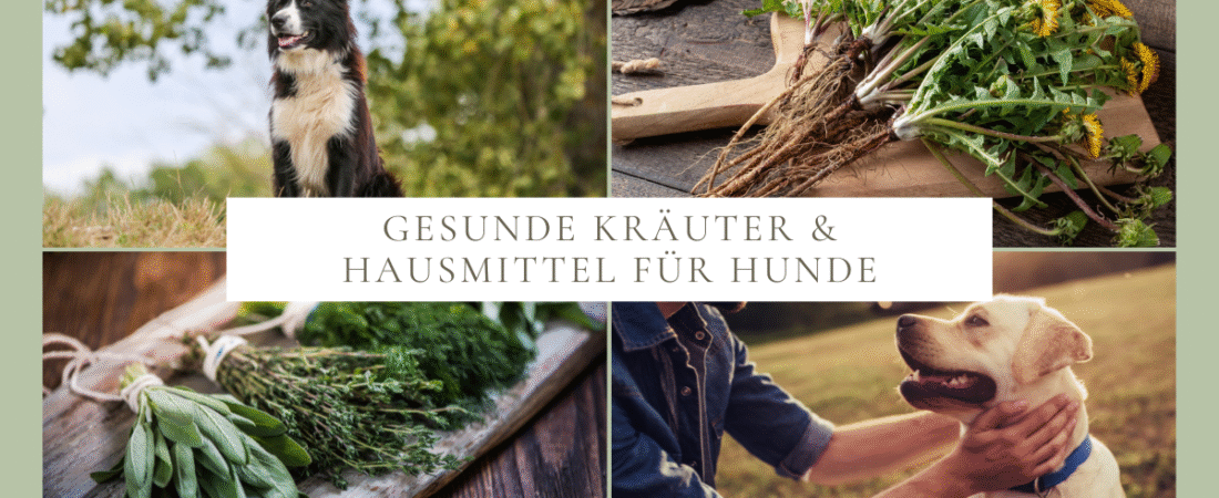 Gesunde Kräuter & Hausmittel für Hunde – natürliche Unterstützung aus der Natur
