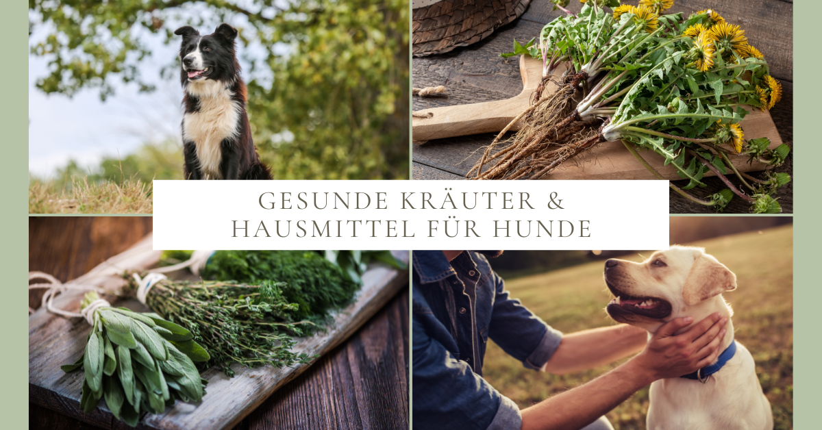 Gesunde Kräuter & Hausmittel für Hunde – natürliche Unterstützung aus der Natur