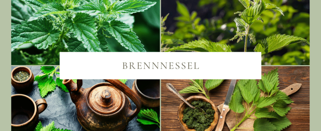 Brennnessel – eine wertvolle Heilpflanze für Hunde