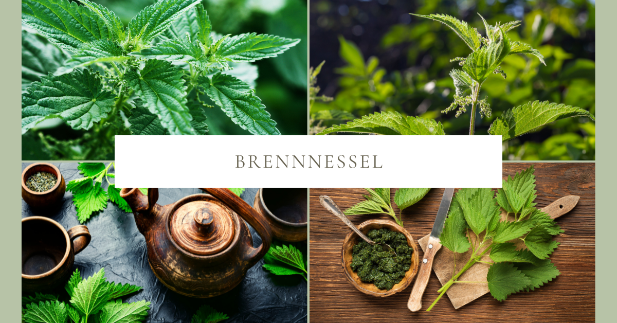 Brennnessel – eine wertvolle Heilpflanze für Hunde