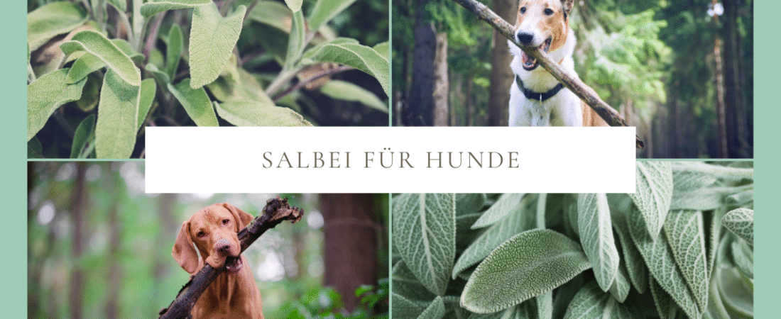 Salbei für Hunde – natürliche Unterstützung für Maul, Verdauung und Haut