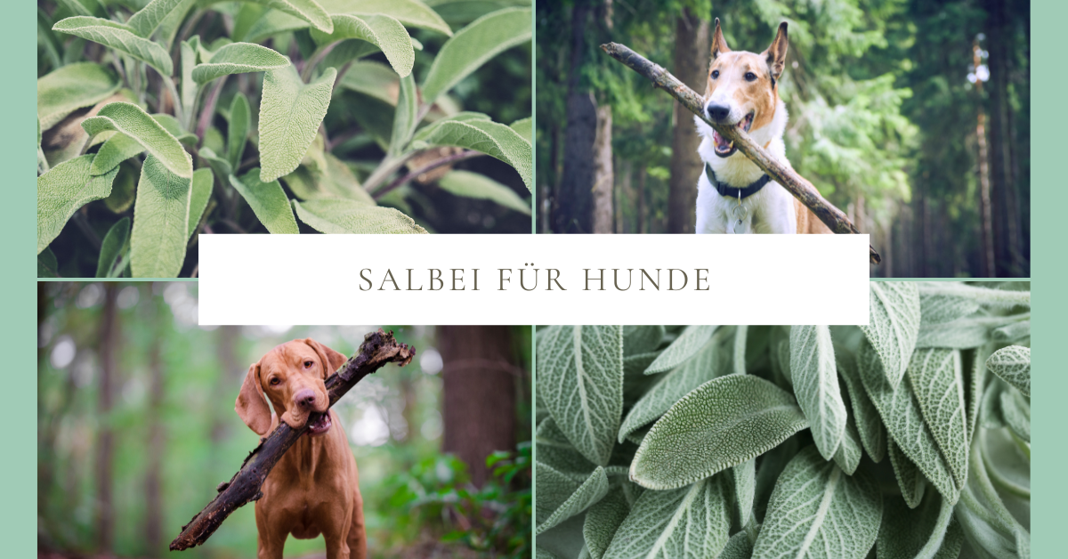 Salbei für Hunde – natürliche Unterstützung für Maul, Verdauung und Haut