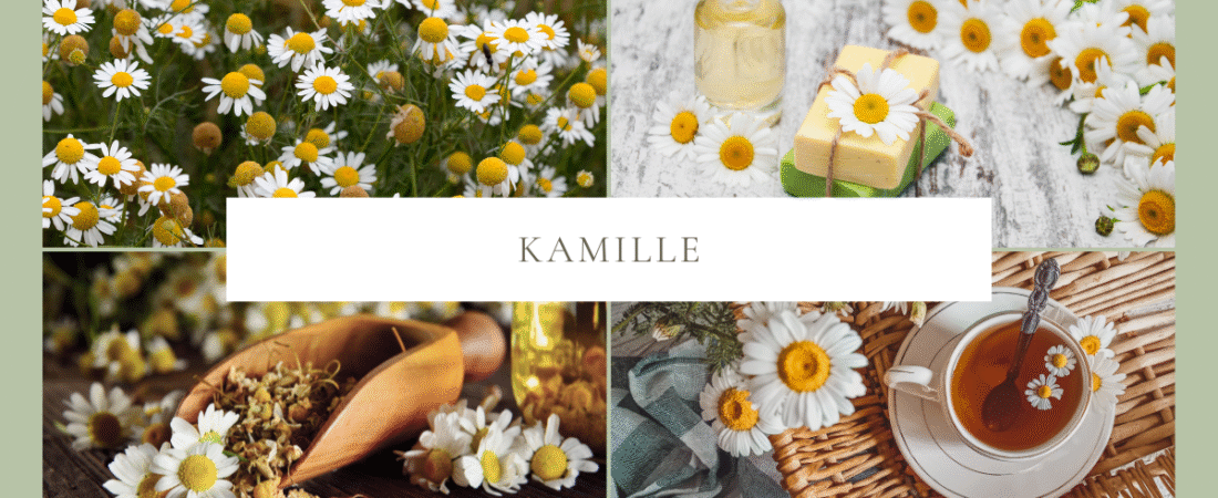 Kamille für Hunde – Sanfte Hilfe bei Magen, Haut und Unruhe