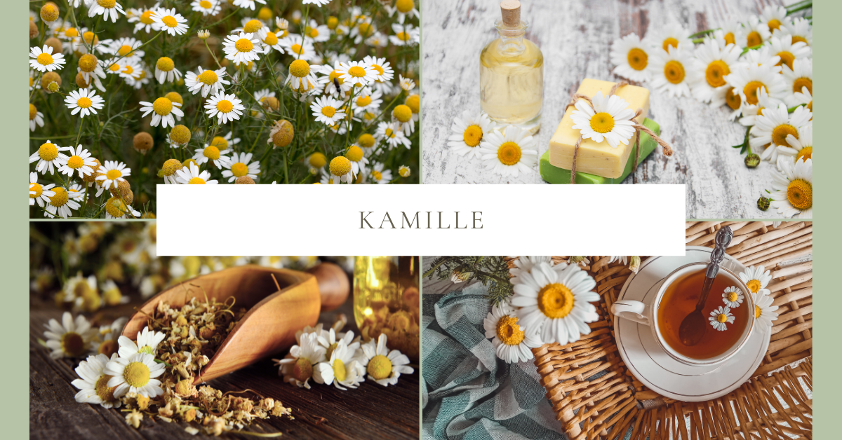 Kamille für Hunde – Sanfte Hilfe bei Magen, Haut und Unruhe