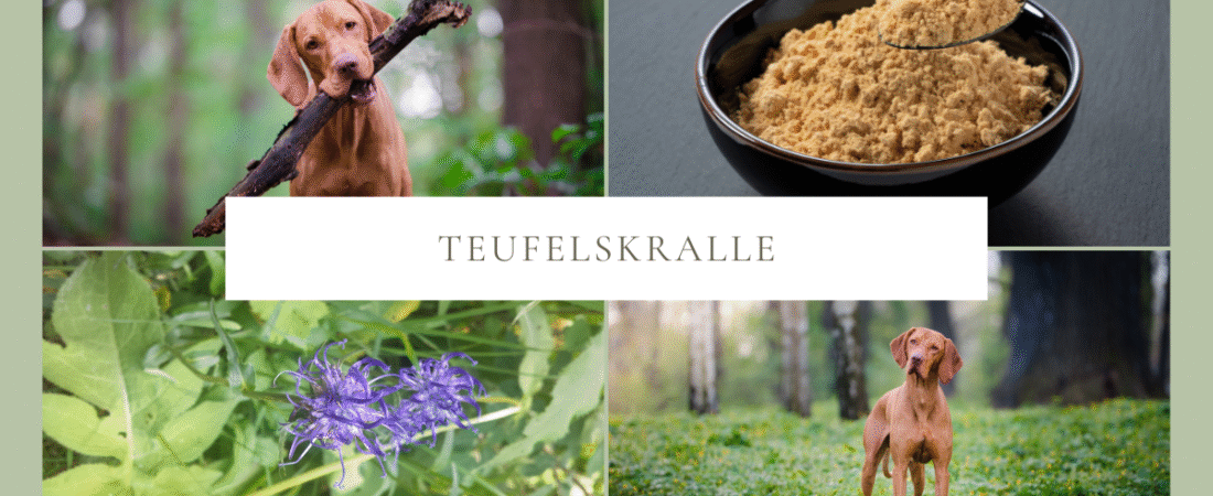 Teufelskralle für Hunde – natürliche Hilfe bei Gelenkschmerzen