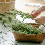 Die Kraft der Kräuter – Naturwissen für Küche, Gesundheit und Alltag