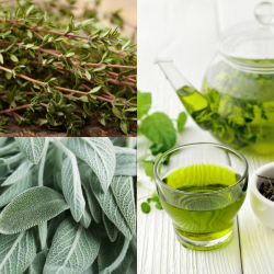 Sanfte Atemwegshilfe für Hunde