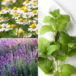 Beruhigende Kräutermischung für nervöse Hunde