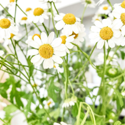 Kamillendampf fürs Gesicht