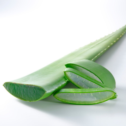 Aloe Vera – frische Pflege direkt aus der Pflanze