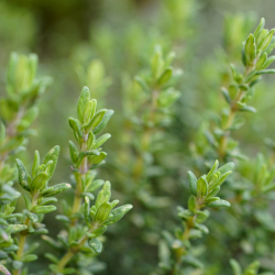 Thymian als Heilpflanze