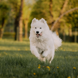 Teufelskralle für Hunde – natürliche Hilfe bei Gelenkschmerzen