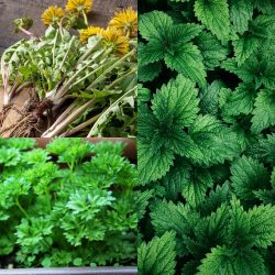 Glänzendes Fell & starke Abwehr für Hunde