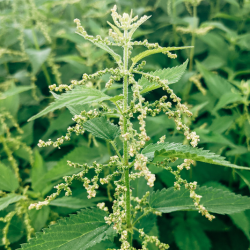 Brennnesselsamen – das heimische Superfood