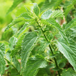 Brennnessel (Urtica dioica) – Heilkraft aus der „Unkraut-Ecke“