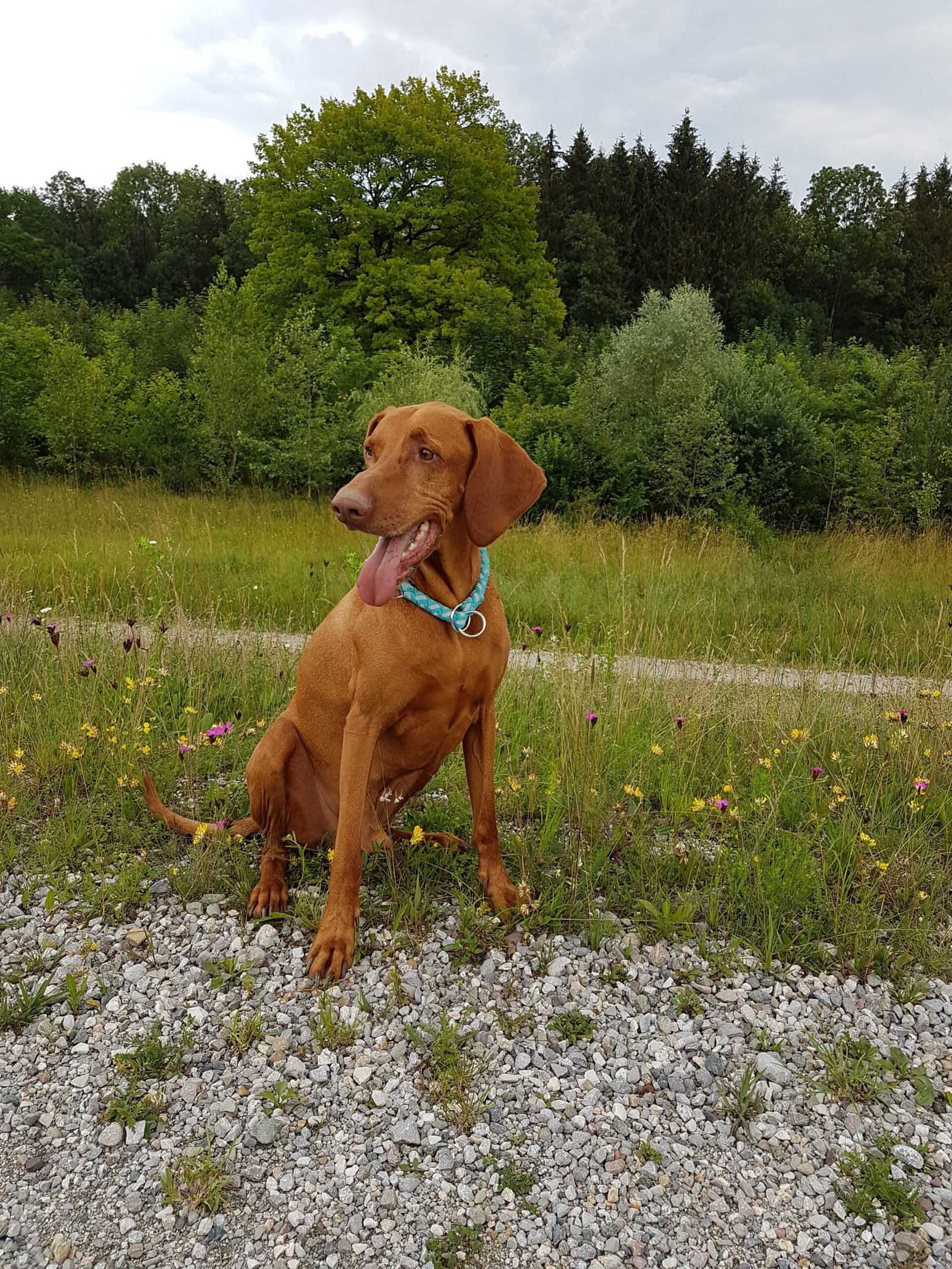 Teufelskralle für Hunde