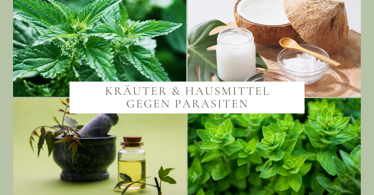 Parasiten beim Hund – natürliche Hausmittel & Kräuter gegen Zecken, Flöhe & Co.