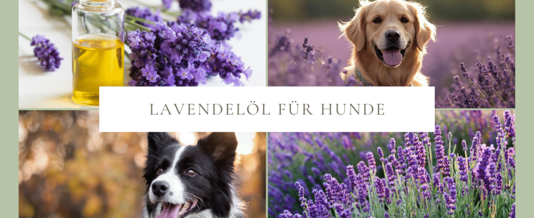 Lavendelöl für Hunde – Ruhe, Pflege & natürliche Balance