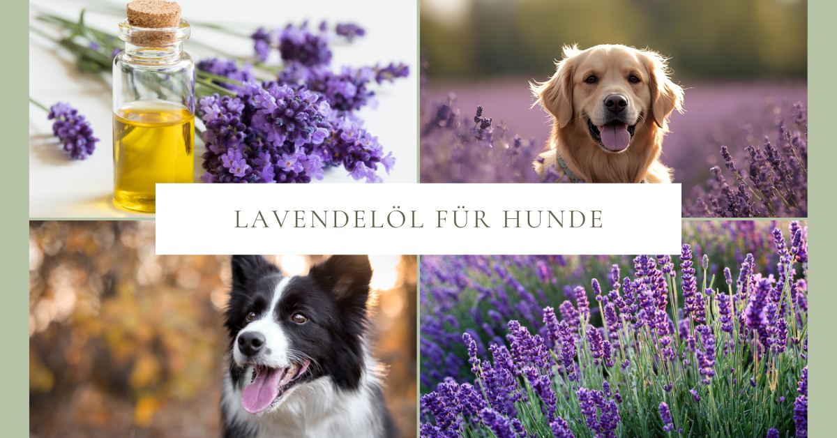 Lavendelöl für Hunde – Ruhe, Pflege & natürliche Balance