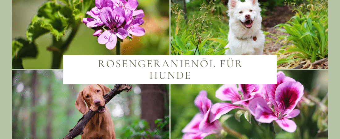 Rosengeranienöl für Hunde – sanfte Pflege und natürlicher Schutz vor Zecken