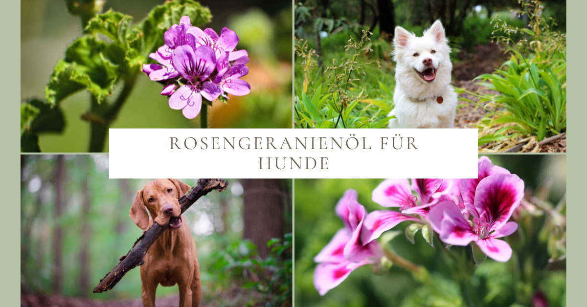 Rosengeranienöl für Hunde – sanfte Pflege und natürlicher Schutz vor Zecken