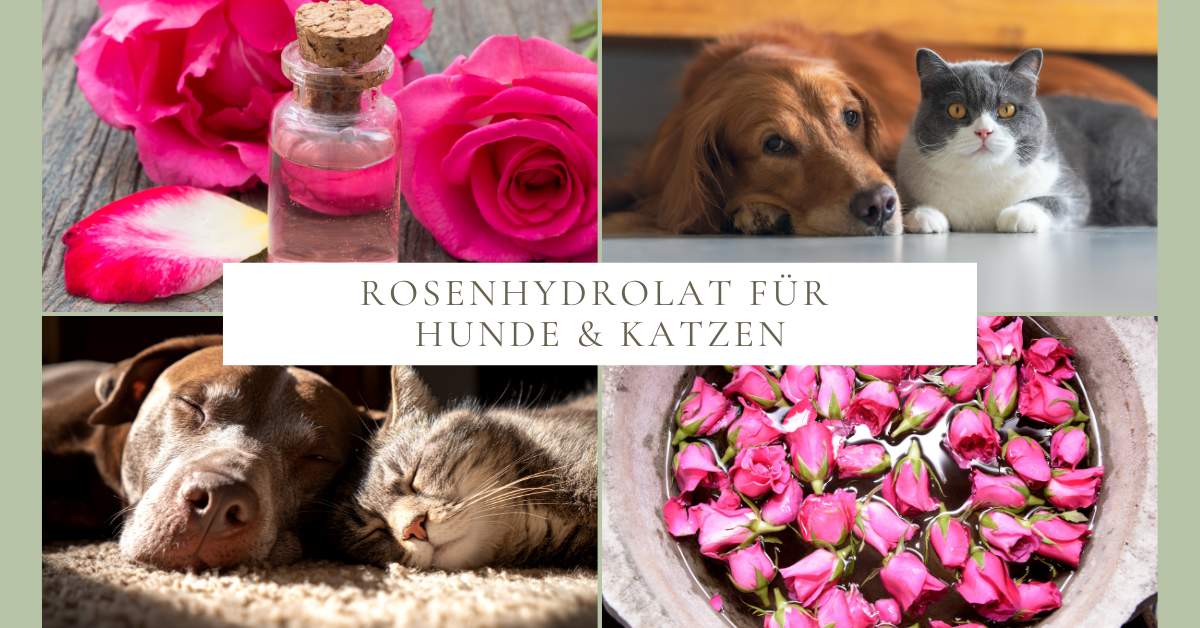 Rosenhydrolat für Hunde & Katzen – Sanfte Pflege aus der Natur