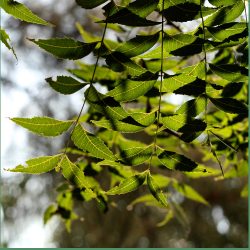 Neem Niem Öl für Hunde
