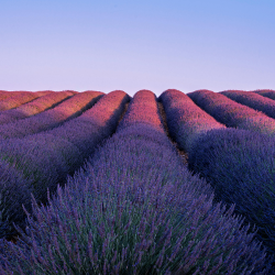 Lavendelöl für Hunde