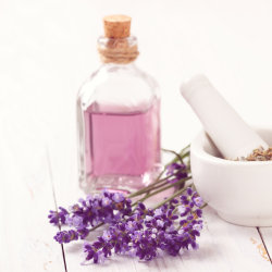 Anwendung & Dosierung Lavendelöl Hunde