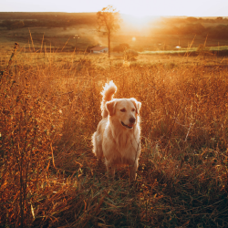Sanfte Unterstützung aus der Natur für Hunde