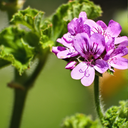 Wirkung Rosengeranienöl Hunde