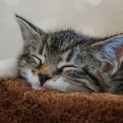 Rosenhydrolat für Katzen