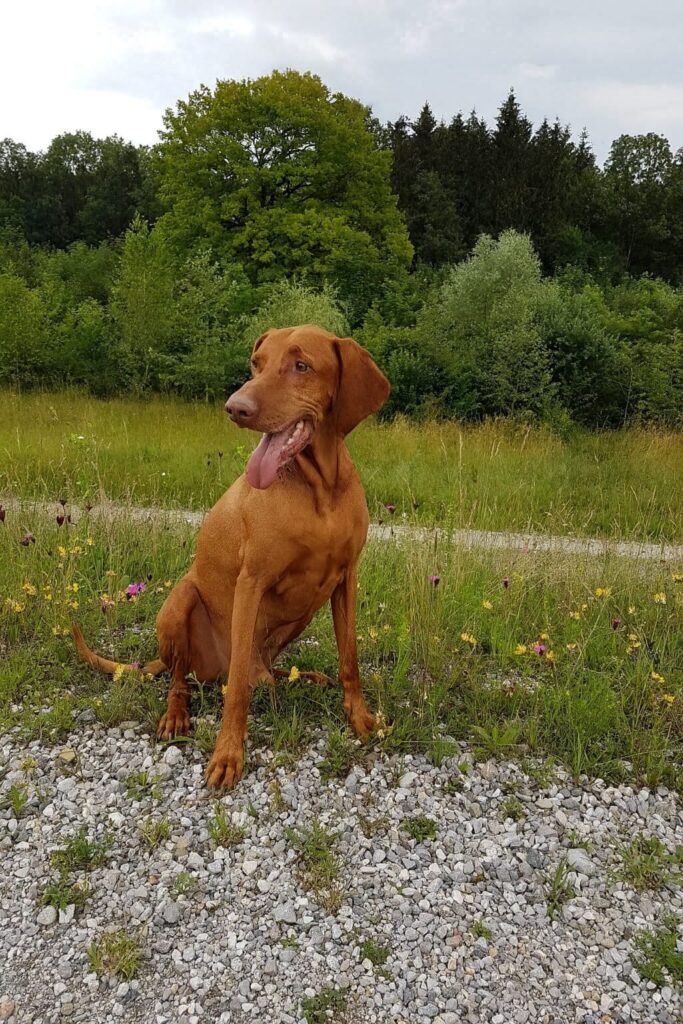 Naturheilkunde für Hunde
