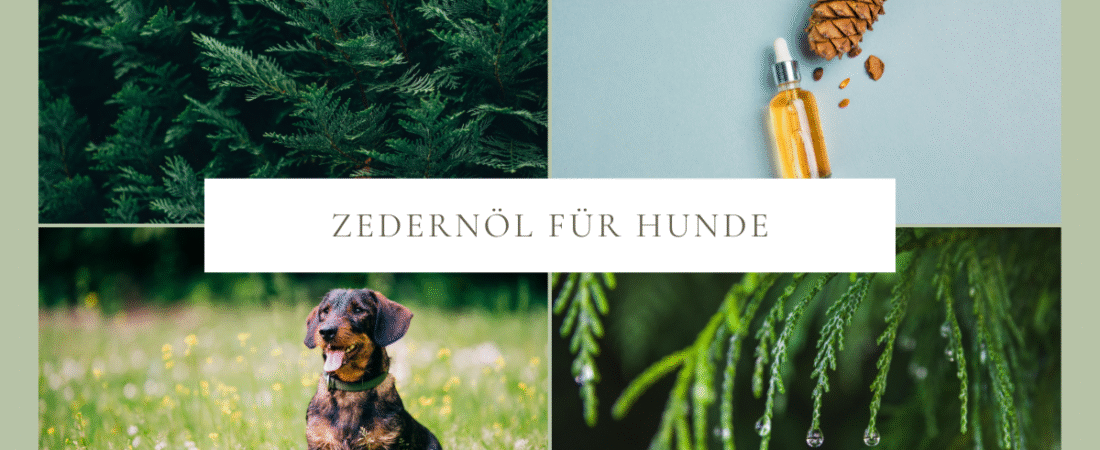 Zedernöl für Hunde