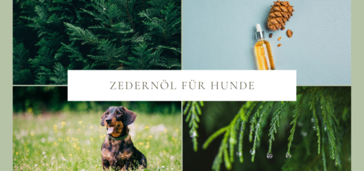 Zedernöl für Hunde
