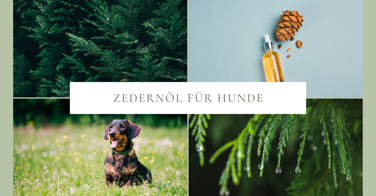 Zedernöl für Hunde